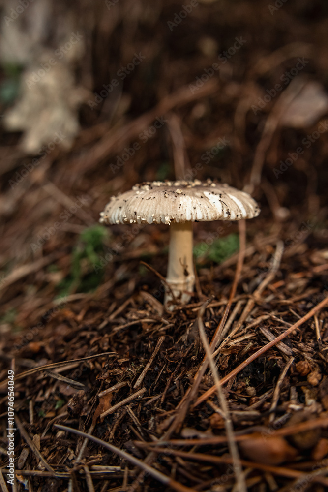 Mushrooms in the nature Mushrooms in the nature