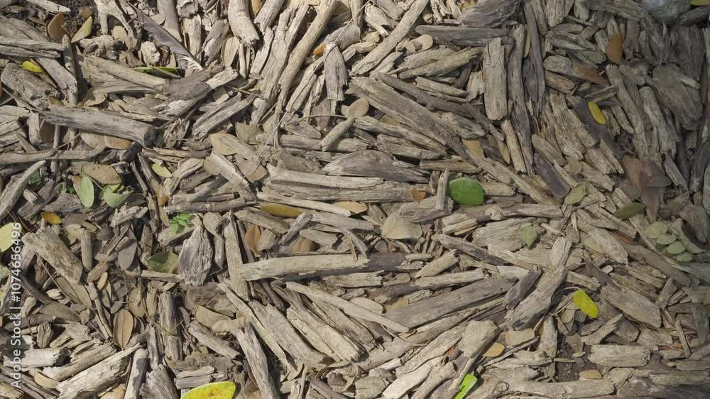 Peeled rain tree bark on a ground with swaying tree shade Peeled rain tree bark on a ground with swaying tree shade