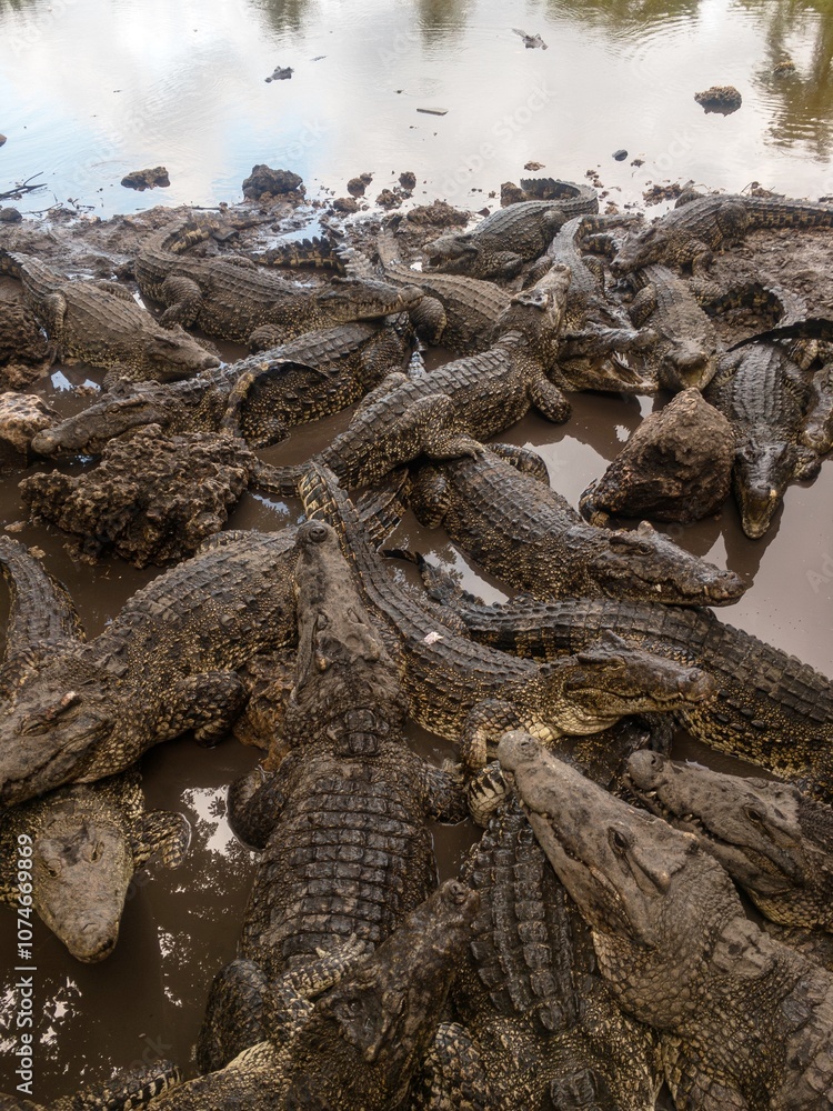 Many Cuban crocodiles (Crocodylus rhombifer) in a muddy water, vertical