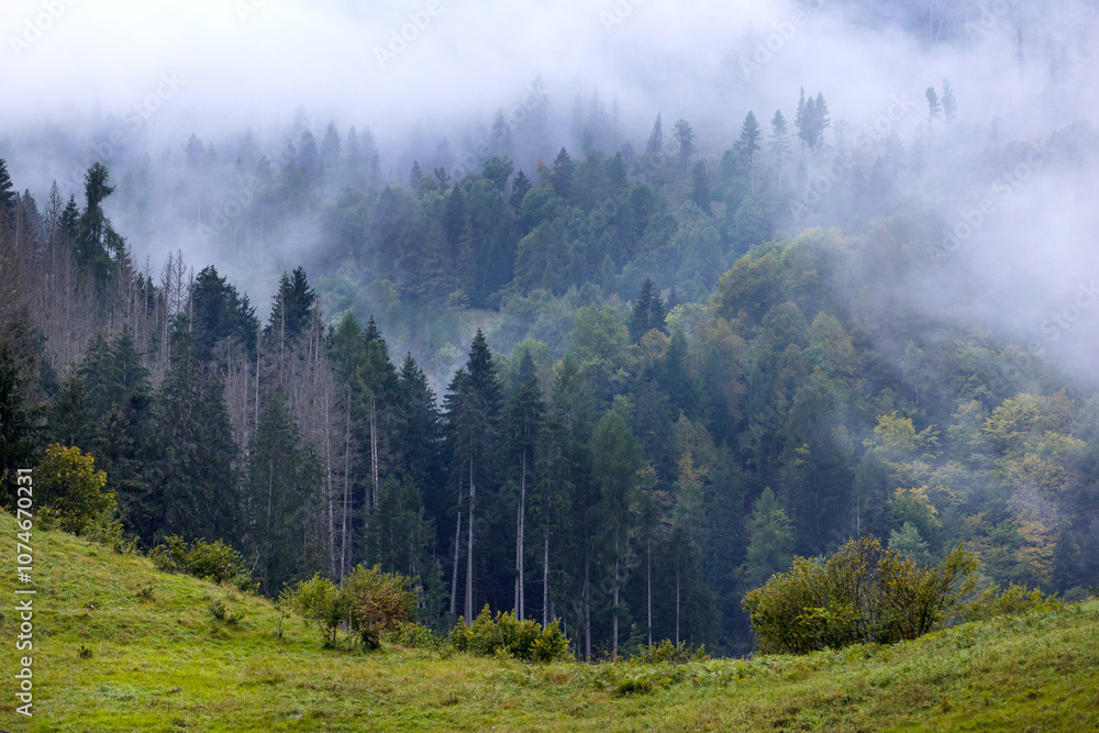 Misty landscape with fir forest trees Misty landscape with fir forest trees