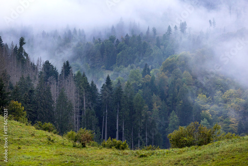 Misty landscape with fir forest trees