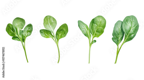 Fresh arugula spinach leaves isolated on transparent background