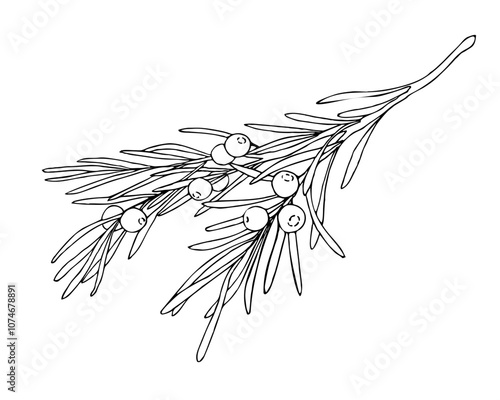 Linear doodle illustration of juniper. Hand drawn vector botanical, medicinal forest plant, and berries on white background. Christmas, winter and autumn graphic element.