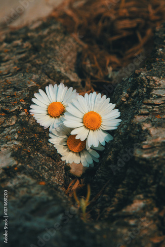three daisies