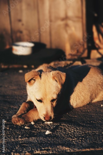Dog life