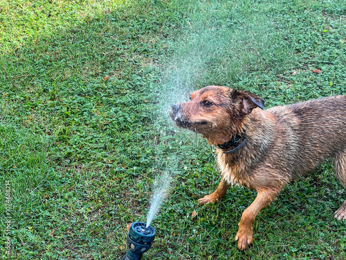 Small brown mixed breed dog taking a shower in a stream of water from a garden hose lying on the lawn