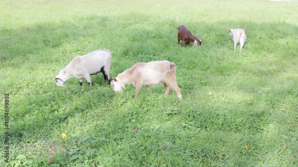 domestic goats eat green grass in a meadow on a sunny morning, 4k video