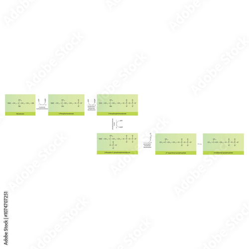 Diagram showing conversion of mevalonate to activated isoprene units via enzymatic reactions - simple biochemical reaction illustration.