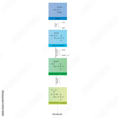 Diagram showing conversion of Glycerol to DAG and glycolysis - biochemical enzymatic reaction. Simple scientific illustration. photo