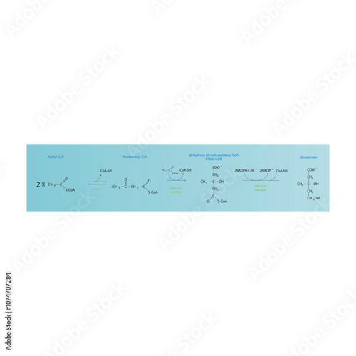 Diagram showing formation of mevalonate from acetyl-CoA via enzymatic reactions. Simple biochemical reaction illustration.