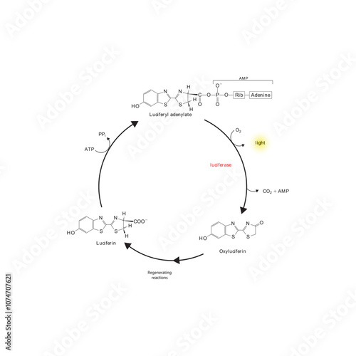 Diagram showing mechanism of action of Luciferin via Luciferase - causing Bioluminescence. Simple biochemical reaction scientific illustration.