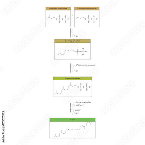 Diagram showing formation of Squalene via enzymatic reactions. Simple biochemical reaction illustration.