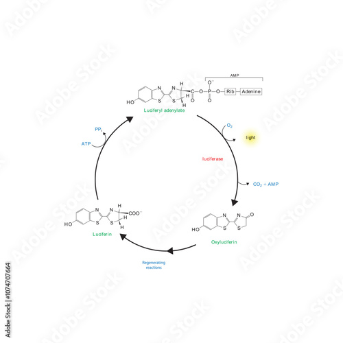 Diagram showing mechanism of action of Luciferin via Luciferase - causing Bioluminescence. Simple biochemical reaction scientific illustration.