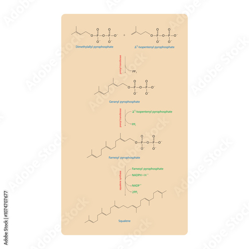 Diagram showing formation of Squalene via enzymatic reactions. Simple biochemical reaction illustration.
