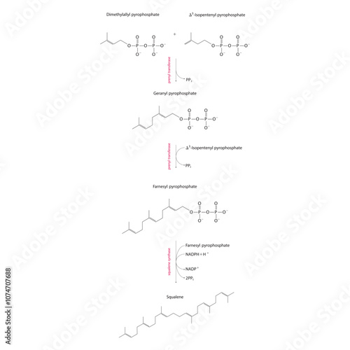 Diagram showing formation of Squalene via enzymatic reactions. Simple biochemical reaction illustration.