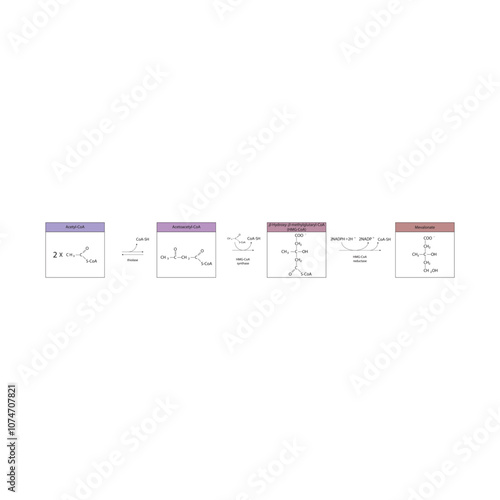 Diagram showing formation of mevalonate from acetyl-CoA via enzymatic reactions. Simple biochemical reaction illustration.