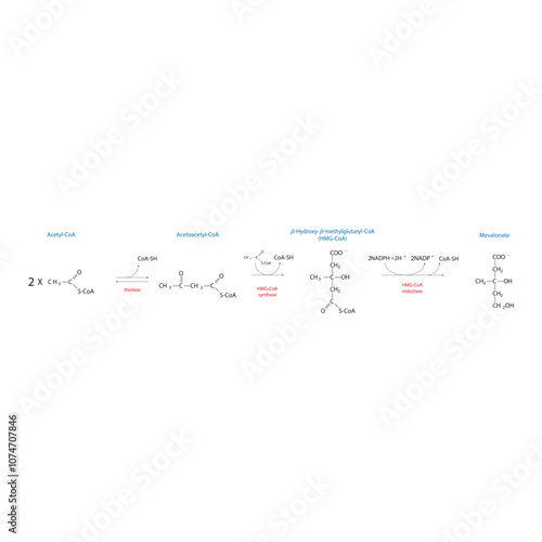 Diagram showing formation of mevalonate from acetyl-CoA via enzymatic reactions. Simple biochemical reaction illustration.