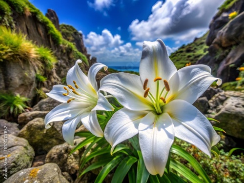 Beautiful Close-Up of White Lilies in Okinawa's Nature, Showcasing the Unique Island Flora Against a Stunning Backdrop photo