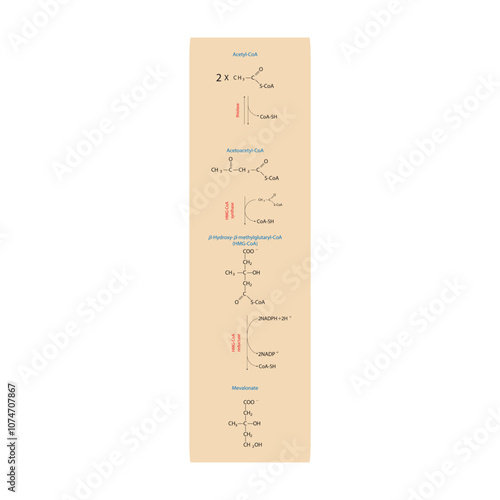 Diagram showing formation of mevalonate from acetyl-CoA via enzymatic reactions. Simple biochemical reaction illustration.