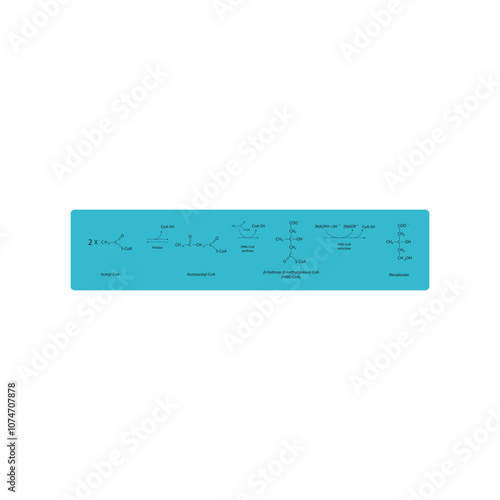 Diagram showing formation of mevalonate from acetyl-CoA via enzymatic reactions. Simple biochemical reaction illustration.