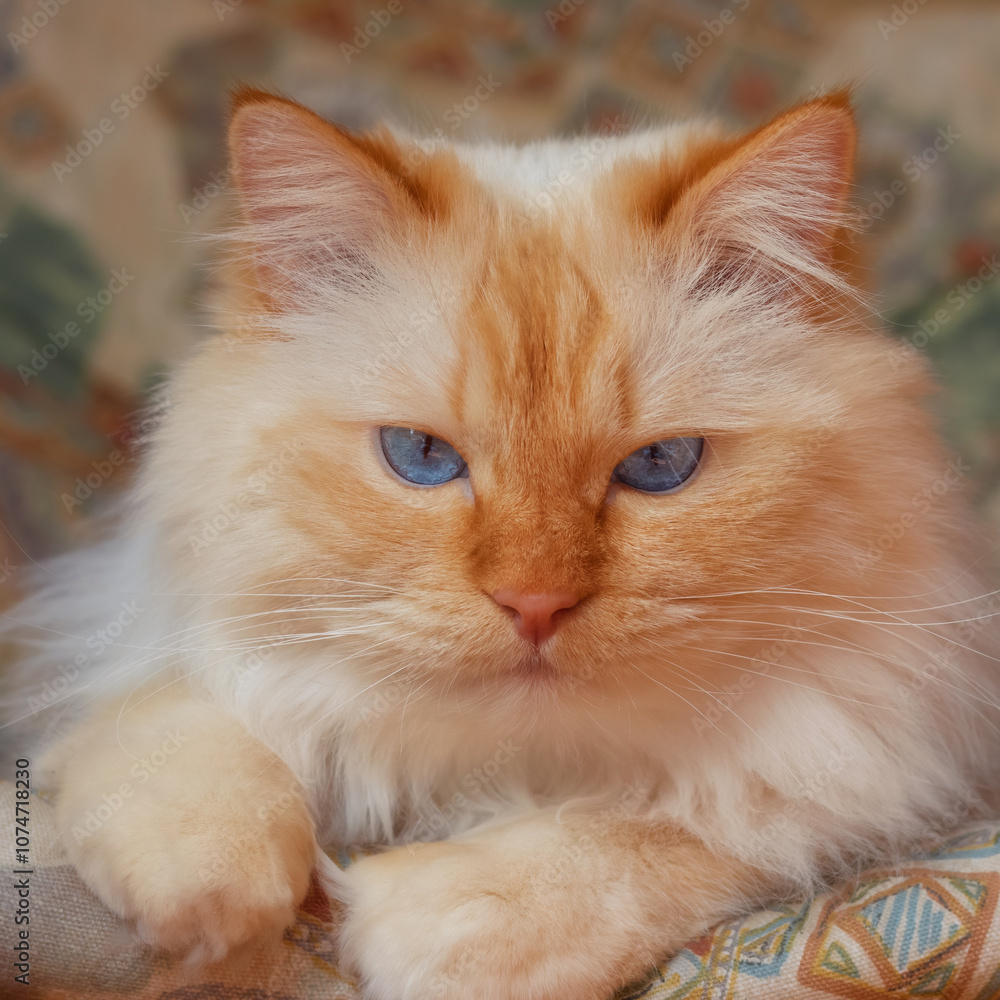 Closeup portrait of a flame-point Birman cat sitting on a color-coordinated cushion Closeup portrait of a flame-point Birman cat sitting on a color-coordinated cushion