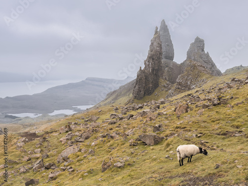 sheep in the mountains of skye. The old man of Storr, Scotland