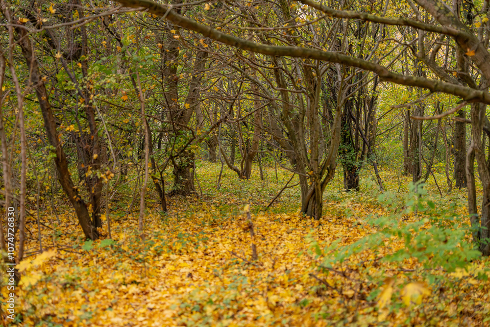Naklejka premium Forêt en automne