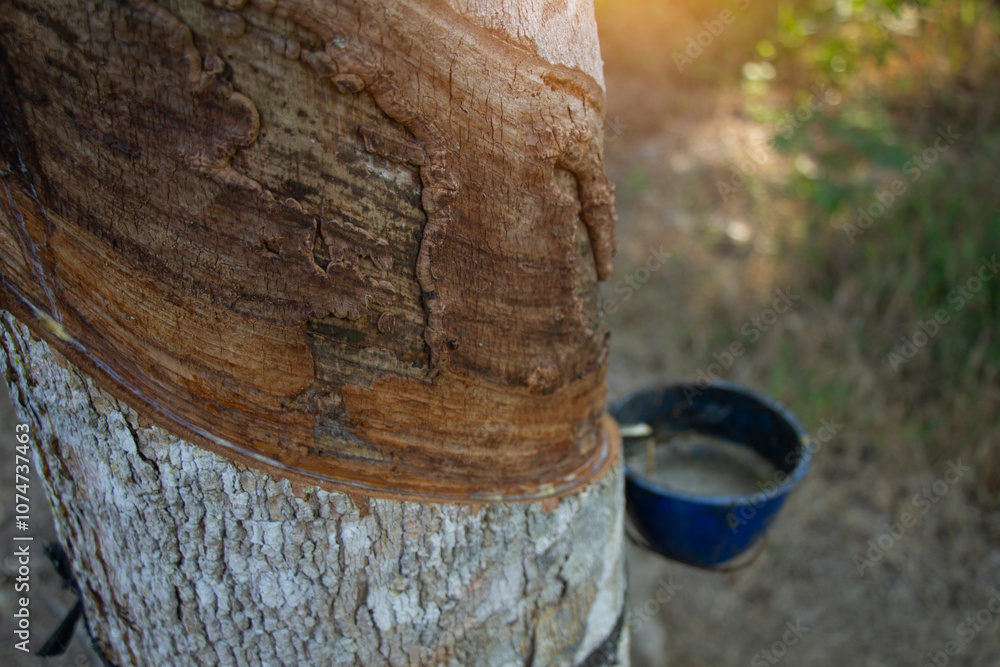 Rubber tapping trees that do not produce latex, rubber plantations Rubber tapping trees that do not produce latex, rubber plantations