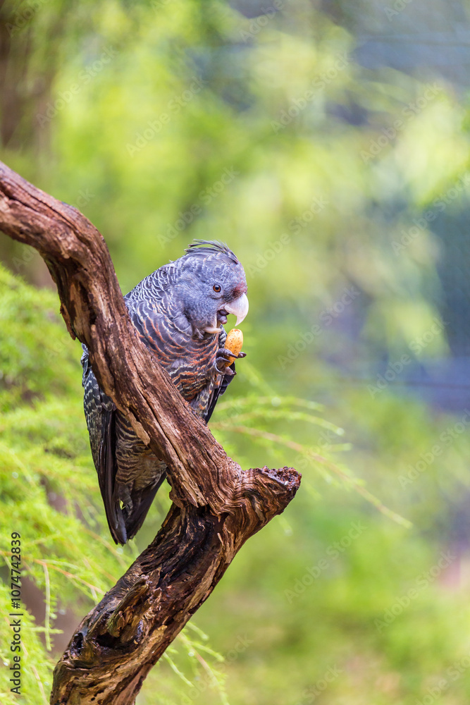 Φωτογραφία A female Gang-gang cockatoo (Callocephalon fimbriatum) perched on a tree branch