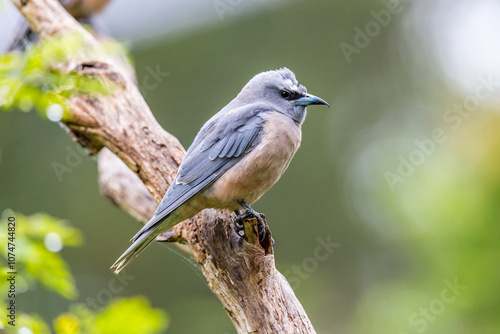 White-browed Woodswallow (Artamus superciliosus) perched on a branch in a natural setting with blurred green background, Australia photo