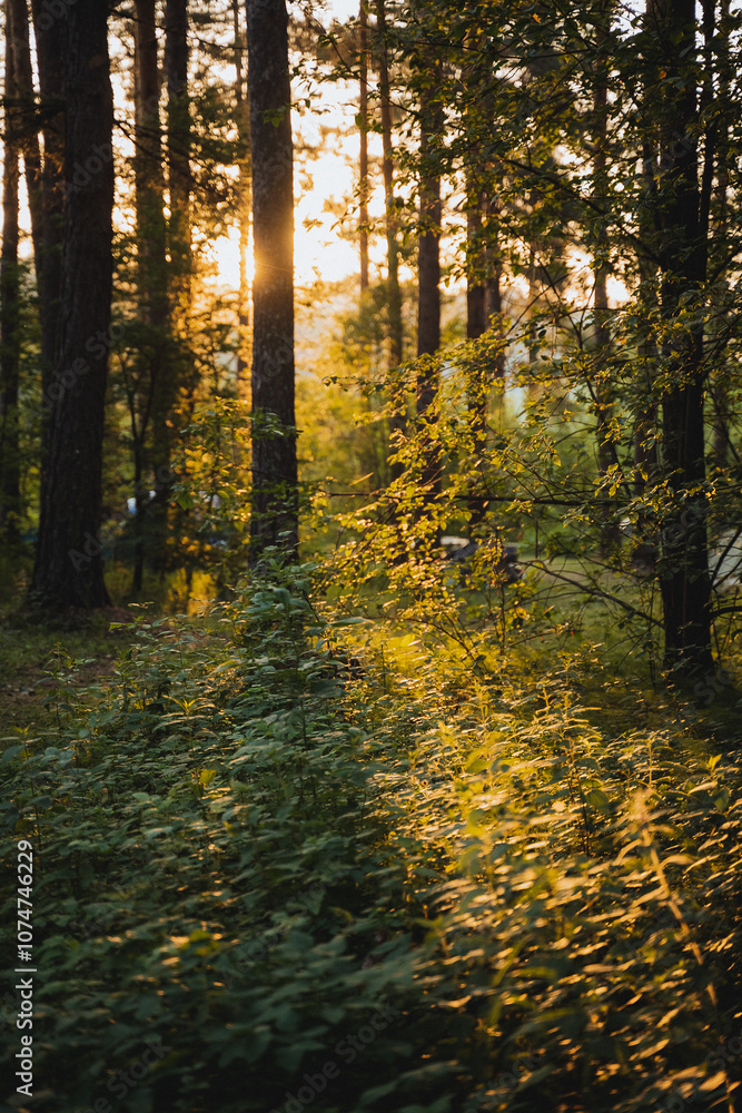 Obraz premium The golden sun radiates its warm and beautiful light through the lush green trees in the serene forest, creating a truly picturesque and tranquil atmosphere for anyone who visits