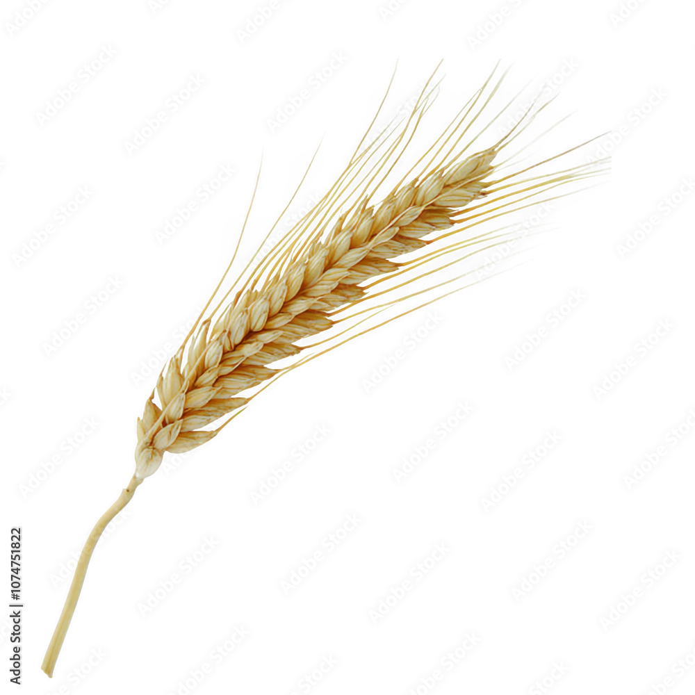 Golden Wheat Ears on White Background Golden Wheat Ears on White Background