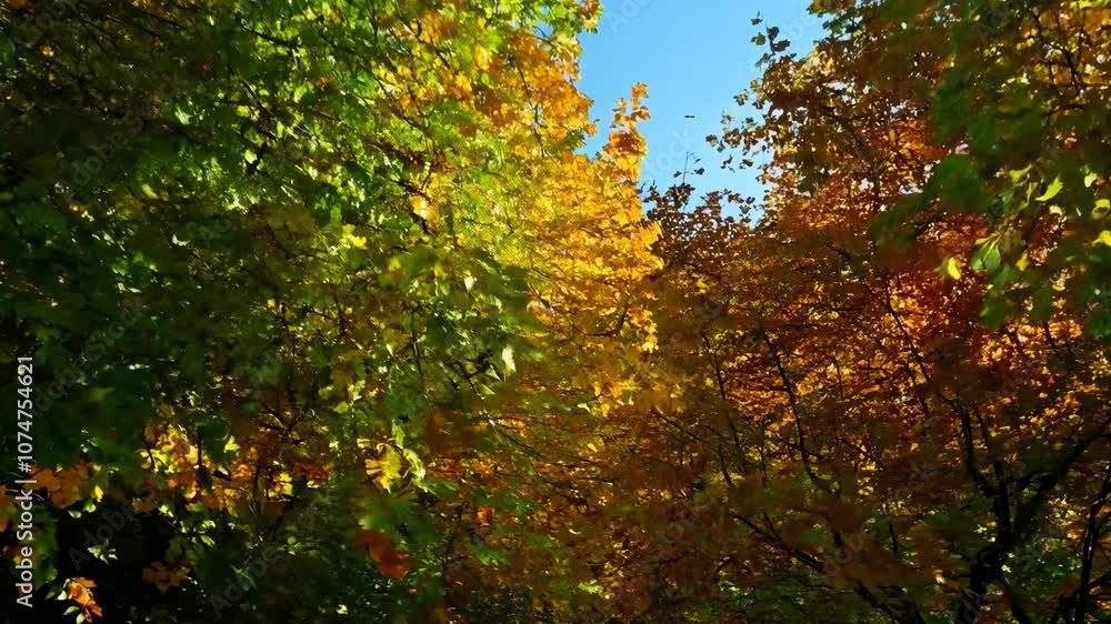 Bright sunlight streaming through a lush yellow-green forest with lens flares. 4K footage Bright sunlight streaming through a lush yellow-green forest with lens flares. 4K footage