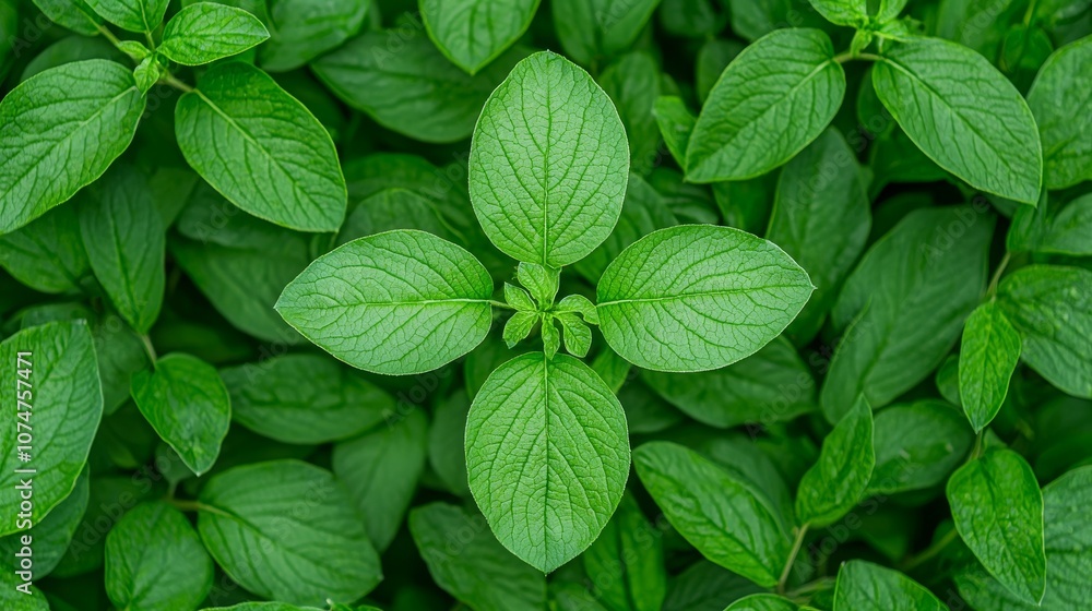 In this picture you can see a lush green landscape with plant-based protein sources on it In this picture you can see a lush green landscape with plant-based protein sources on it