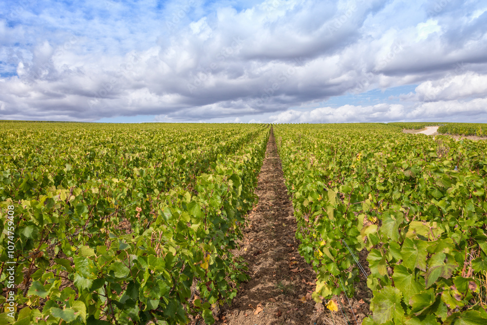 Naklejka premium Vineyard in the Champagne region