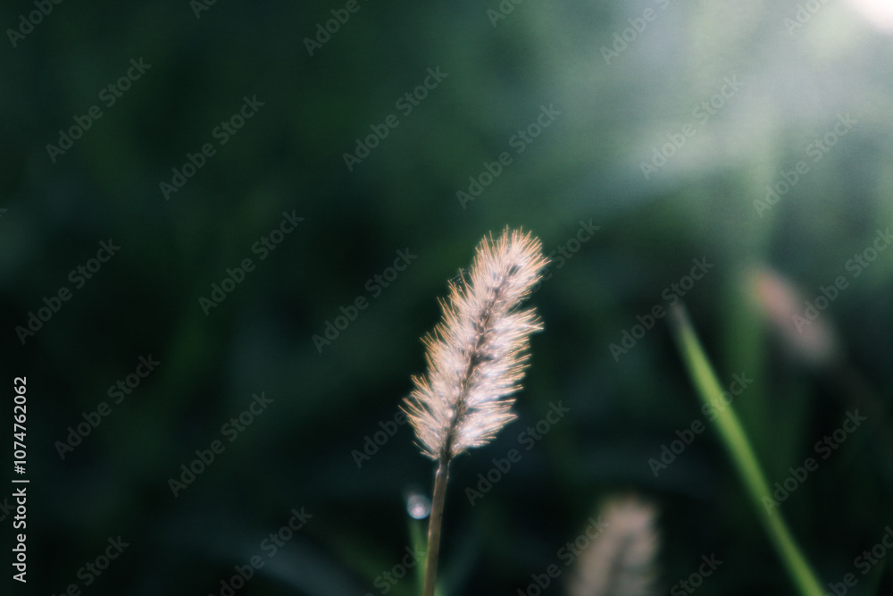 Grass with the backlight of sunlight in the sunset times. Backlit shot in autumn morning. Closeup shot of bristle grass illuminated by the sunshine. Grass with the backlight of sunlight in the sunset times. Backlit shot in autumn morning. Closeup shot of bristle grass illuminated by the sunshine.