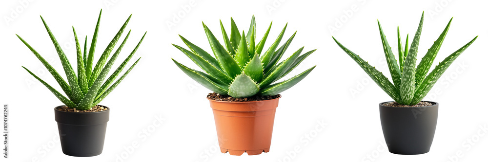 Fototapeta premium Set of vibrant green aloe vera plant isolated on a transparent background