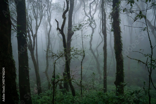 we can see moss lichen  fog in the jungle along trekking route morning kew mae pan doi inthanon chiangmai thailand photo