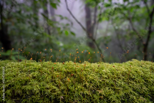 we can see moss lichen  fog in the jungle along trekking route morning kew mae pan doi inthanon chiangmai thailand photo