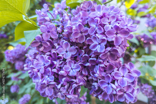 Elderflower