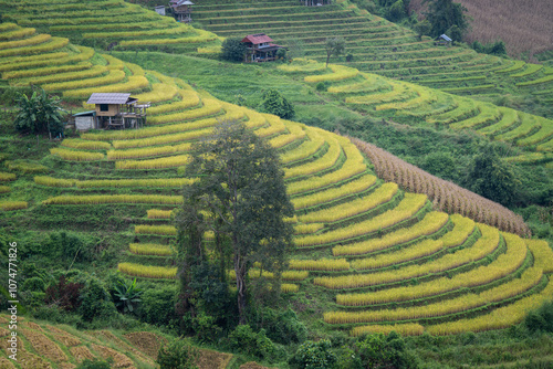 people stay at one of the most beautiful view point of golden step ladder rice terrace prepare of harvest at pa bong piang village mae Cham chiangmai thailand photo