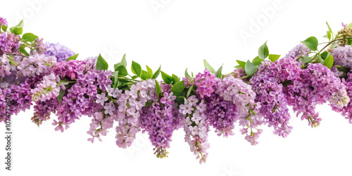garland of lilac, transparent background
