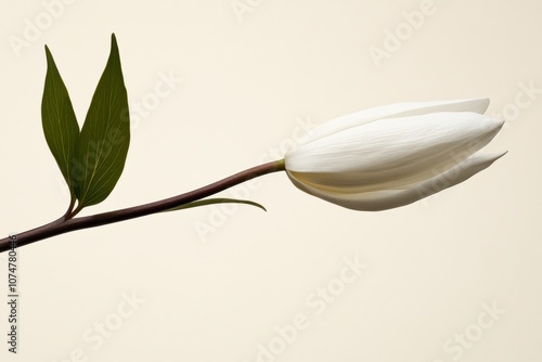 Delicate Fresh White Flower Blossom with Green Leaves on a Branch Isolated on Soft Background, Detailed White Flower Head and Green Leaves in a Serene White Space, Nature White Flowers and Green Leave