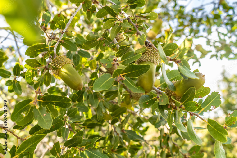 Obraz premium Close-Up of Kermes Oak Fruits and Leaves in Cyprus