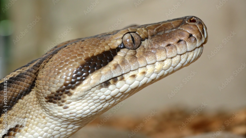 Python Python