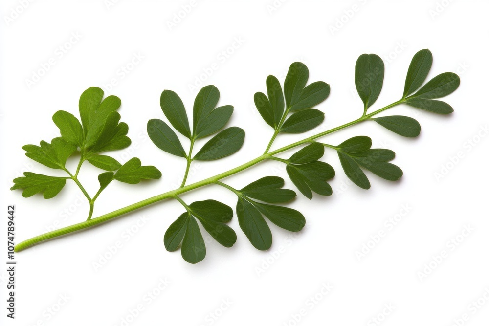 Fototapeta premium A Fresh Collection of Lush Green Leaves Isolated on a Soft, Gentle White Background with a High-Quality Soft Focus
