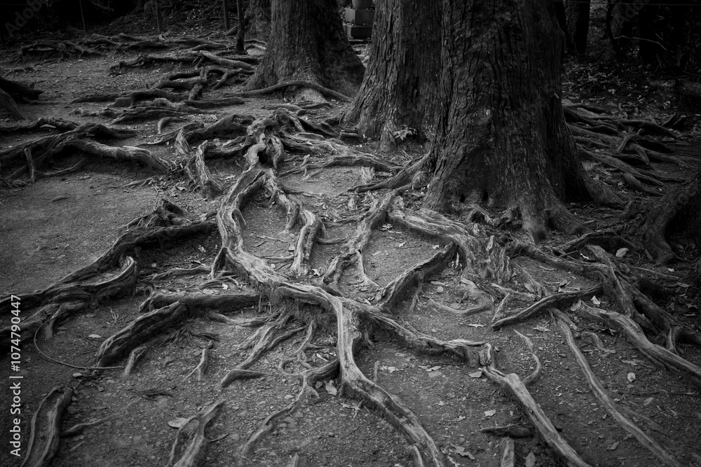 Fototapeta premium 京都鞍馬山の風景。木の根道。