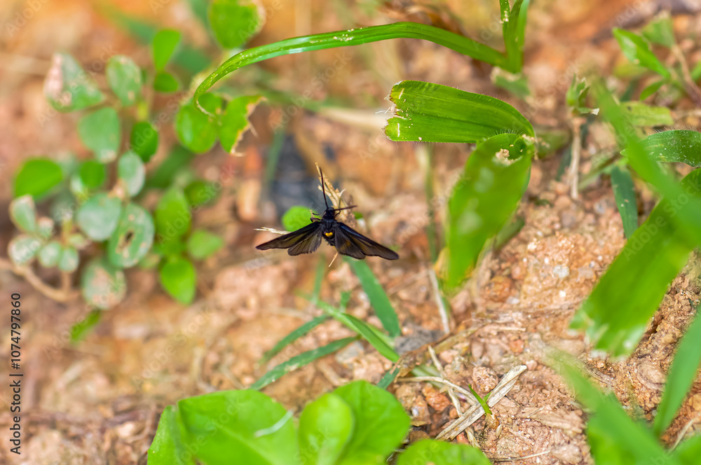 Fototapeta premium Sitting on a green leaf of Amata phegea