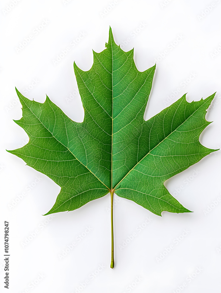Fototapeta premium Green Maple Leaf isolated on white background