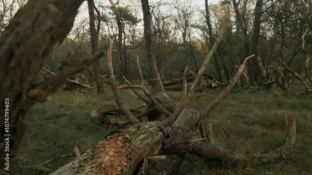 Fallen tree on grassy ground in Dutch autumn forest, slow pullback Fallen tree on grassy ground in Dutch autumn forest, slow pullback